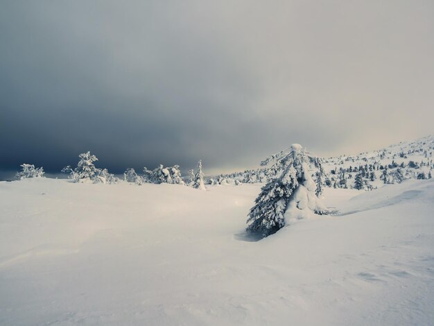 Zimowa noc polarna kontrastujący widok z zamarzniętym, fantazyjnym drzewem oblepionym śniegiem Magiczne dziwaczne sylwetki drzew oblepione śniegiem Arktyczna surowa przyroda