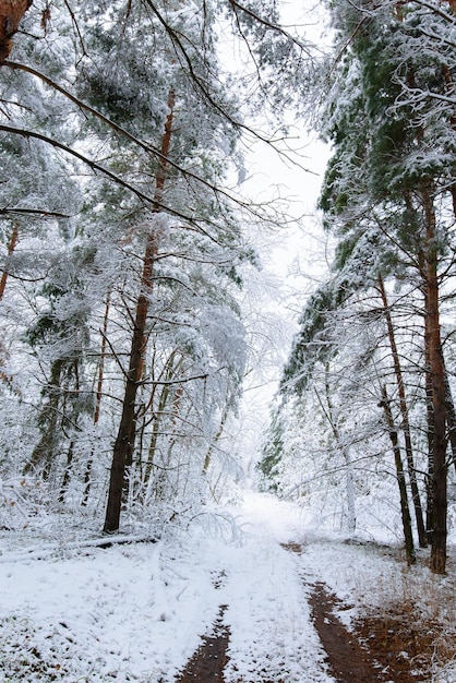 Zimowa panorama lasu zasypanego śniegiem. sosnowe gałęzie pod śniegiem. tło to zima.