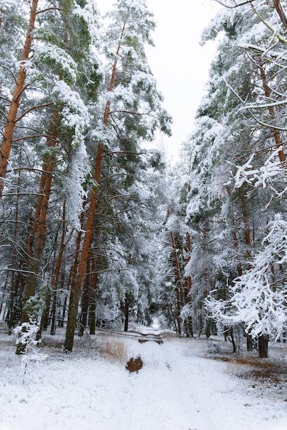 Zdjęcie zimowa panorama lasu zasypanego śniegiem. sosnowe gałęzie pod śniegiem. tło to zima.