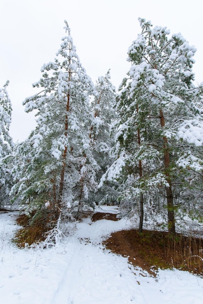 Zimowa panorama lasu zasypanego śniegiem. sosnowe gałęzie pod śniegiem. tło to zima.