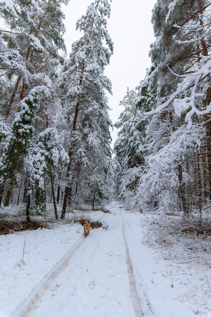 Zdjęcie zimowa panorama lasu zasypanego śniegiem. sosnowe gałęzie pod śniegiem. tło to zima.