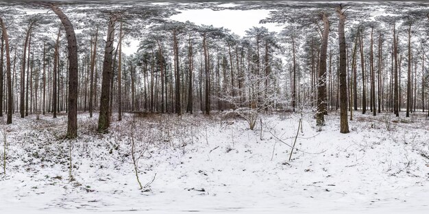 Zimowa pełna sferyczna panorama HDR 360 stopni kąt widzenia droga w zaśnieżonym lesie sosnowym z szarym bladym niebem w projekcji równoprostokątnej Treść VR AR