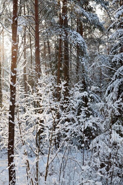 Zimowa pogoda w parku lub lesie i drzewa liściaste, mroźna zima po opadach śniegu z gołymi drzewami liściastymi, drzewa liściaste w zimie
