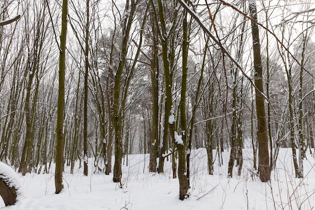 Zimowa pogoda w parku lub lesie i jodły sosnowe, jodły i sosny w sezonie zimowym, mroźna zima po opadach śniegu z długimi sosnami lub jodłami