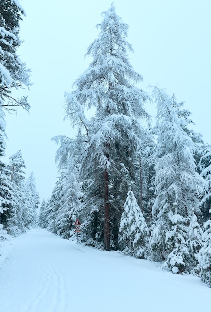 Zimowa przełęcz górska z zaśnieżoną drogą i ośnieżonymi drzewami (Austria, Tyrol)