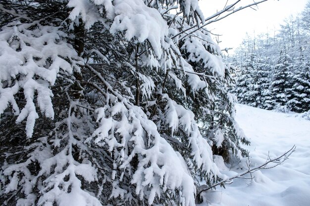 Zimowa scena śniegu w lesie W piękny zimowy dzień pokryte śniegiem drzewa bożonarodzeniowe pod niebieskim niebem