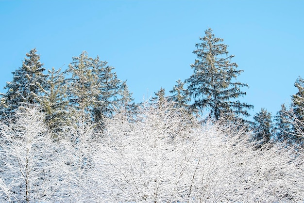Zdjęcie zimowa scena śniegu w lesie w piękny zimowy dzień pokryty śniegiem las błyszczał