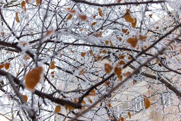 Zimowa scena w zimie seasone drzewa ze śniegiem park śnieżny