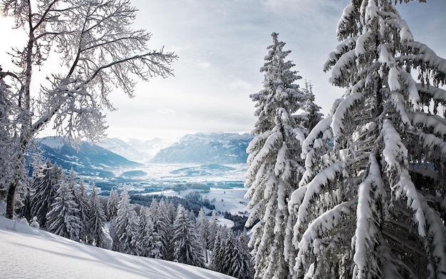 Zimowa scena z pokrytymi śniegiem drzewami i widokiem na góry