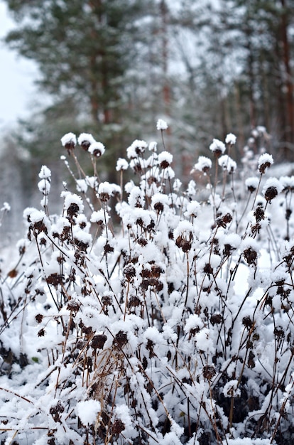 Zimowa scena. Zamrożony kwiat. Las sosnowy