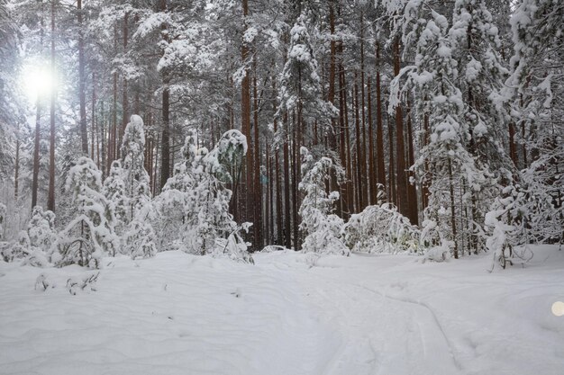 Zimowa sceneria z lasem sosnowym pokrytym białym śniegiem Selektywna ostrość