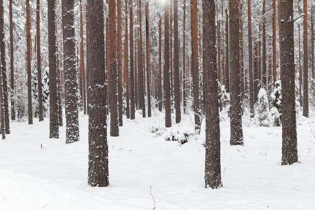 Zimowa sceneria z lasem sosnowym pokrytym białym śniegiem Selektywna ostrość