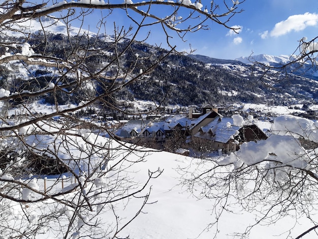 Zimowa sceneria ze śniegiem na górskich sosnach