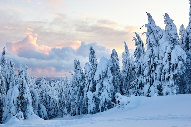 Zimowa szadź i pokryte śniegiem gałęzie jodły na zboczu góry na tle błękitnego nieba na wschodzie słońca Sosny po obfitych opadach śniegu w górach na zachodzie słońca Backcountry ski resort mroźny krajobraz