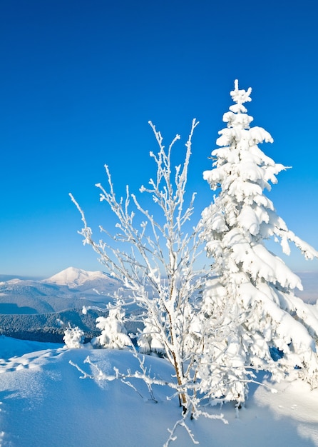 Zimowa szadź i pokryte śniegiem jodły na zboczu góry (Karpaty, Ukraina)