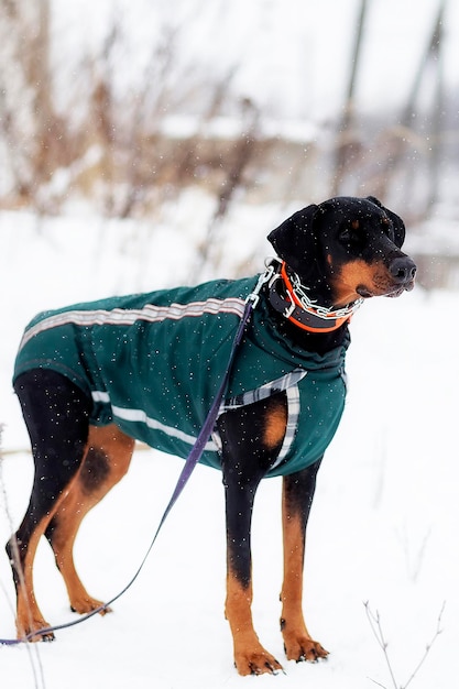 Zimowe Chodzenie Dobermanów