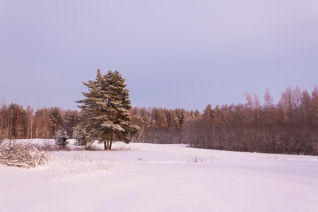 Zimowe detale przyrody na wsi w Europie Wschodniej