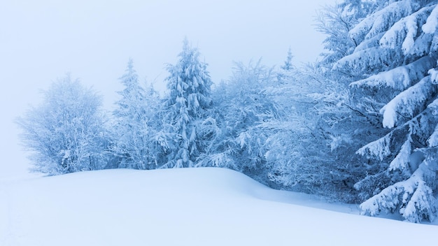 Zimowe drzewa w górach pokryte świeżym śniegiem