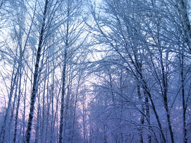 Zdjęcie zimowe drzewa