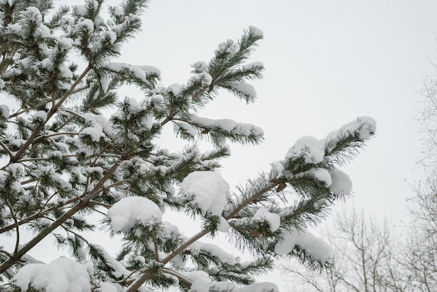 Zimowe drzewo pokryte śniegiem jako tło Zbliżenie