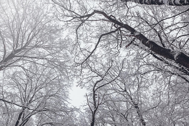 Zimowe drzewo tło. Zimowy las zamarzniętych drzew.