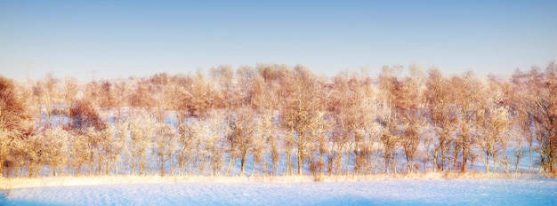 Zimowe drzewo Zdjęcie zimowych drzew o zachodzie słońca