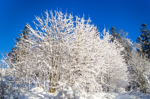 Zimowe gatunki pokrytych śniegiem gałęzi drzew na tle błękitnego, czystego, mroźnego nieba.