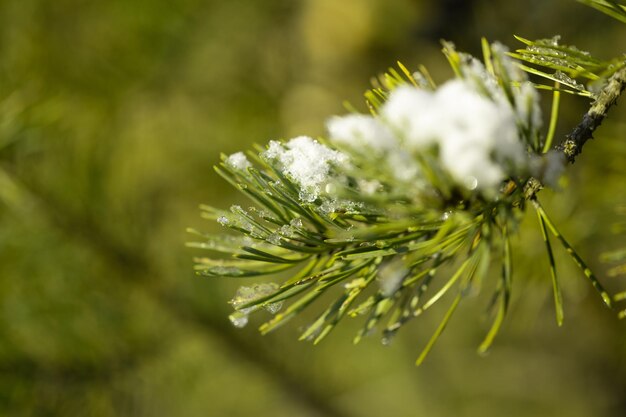 Zdjęcie zimowe jasne tło z gałęziami sosny śnieżnej w słońcu. naturalne jasne tło.