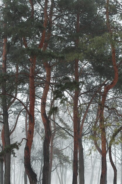 Zdjęcie zimowe lasy z choinkami piękny zimowy las w mgle