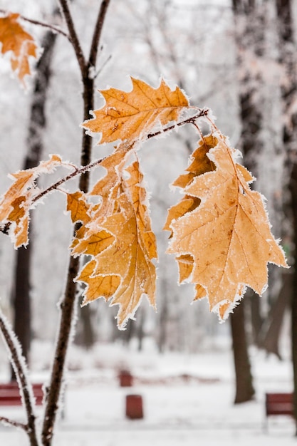 Zimowe liście pokryte śniegiem i szronem