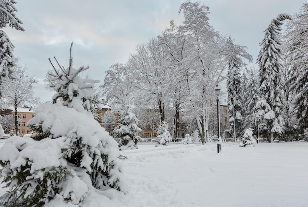 Zimowe miasto Lwów Ukraina