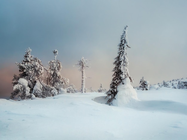 Zimowe minimalistyczne północne tło z drzewami otynkowanymi śniegiem na tle śniegu ciemne dramatyczne niebo Arktyczna surowa natura Mistyczna baśń o zimowym mglistym lesie