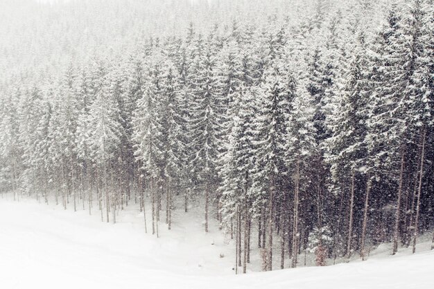 Zimowe opady śniegu w lesie