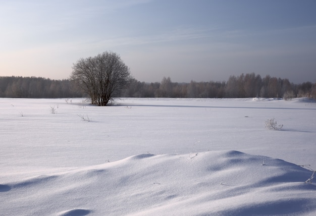 Zimowe pole śnieżne z drzewem