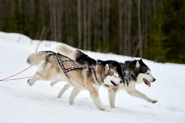 Zimowe psy zaprzęgowe wyścigi w górach