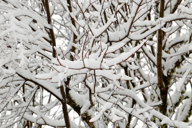 Zimowe sezonowe gałęzie drzew pokryte śniegiem