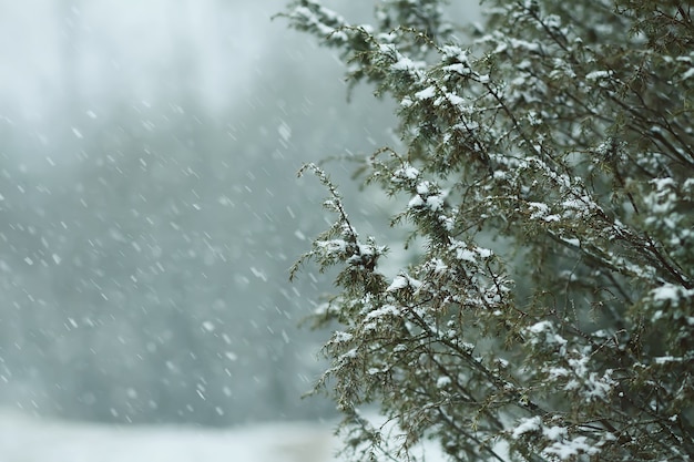 Zimowe szczegóły przyrody na wsi. Kolczaste gałęzie jałowca w śniegu