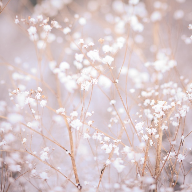 Zimowe tło roślinne - płatki śniegu nad suchym koperkiem