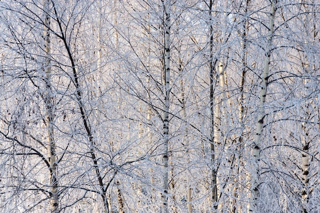 Zimowe tło z krzewów i drzew w drewnie lub w brzozowym lesie z olśniewającym białym szronem