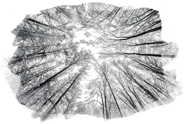 Zdjęcie zimowe wierzchołki drzew oglądane patrząc w górę czarno-biały obraz bezlistnych drzew wzór wierzchołków drzew botto
