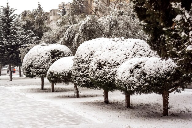 Zimowe wzory na drzewach, drzewa pokryte śniegiem