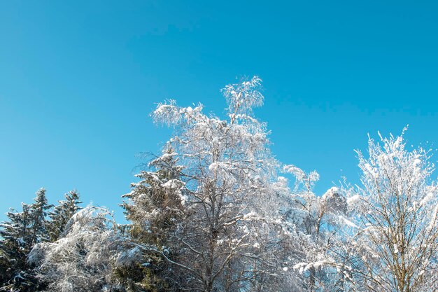 Zimowy biały las ze śniegiem Koncepcja pogody Zimowy mróz zimny w zimie