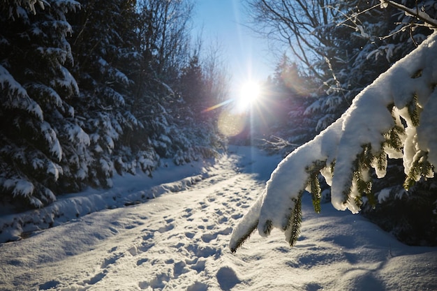 Zimowy camping Słoneczny dzień Zimowe szlaki turystyczne w Karpatach Borżawa Ukraina