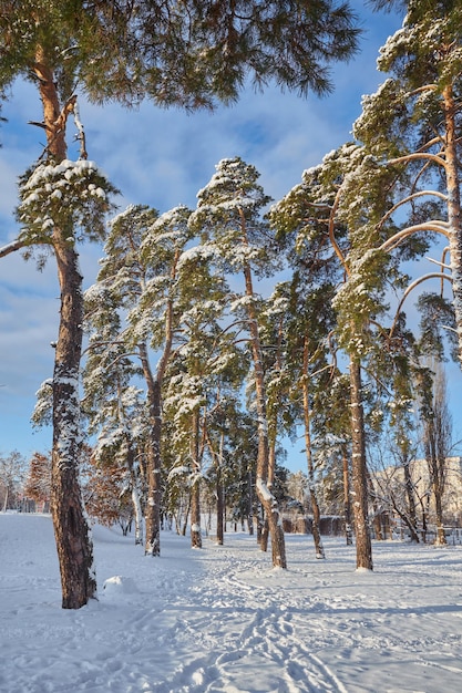 Zimowy dzień w sosnowym lesie