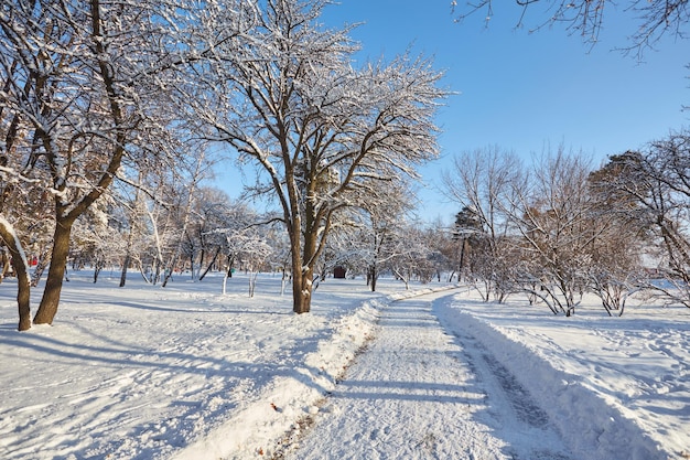 Zimowy dzień w sosnowym lesie