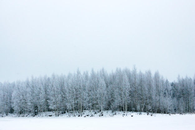 zimowy dzień z białymi drzewami i trawą, zimny dzień