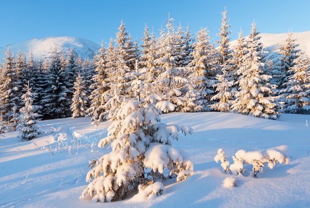 Zimowy górski krajobraz z pokrytymi śniegiem drzewami w pierwszych porannych promieniach słońca