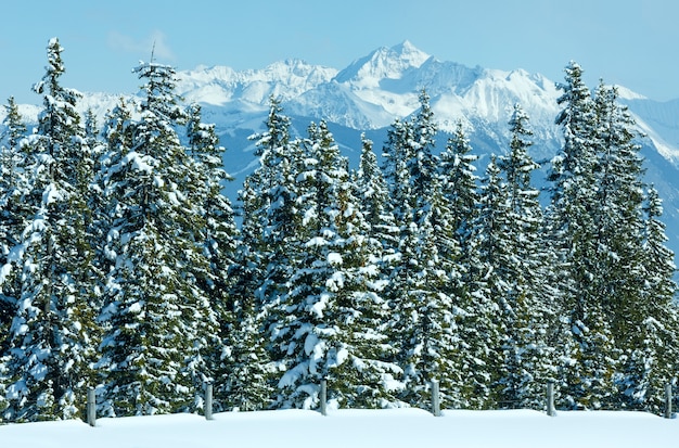 Zimowy górski las jodłowy śnieżny krajobraz (szczyt Papageno bahn - Filzmoos, Austria)