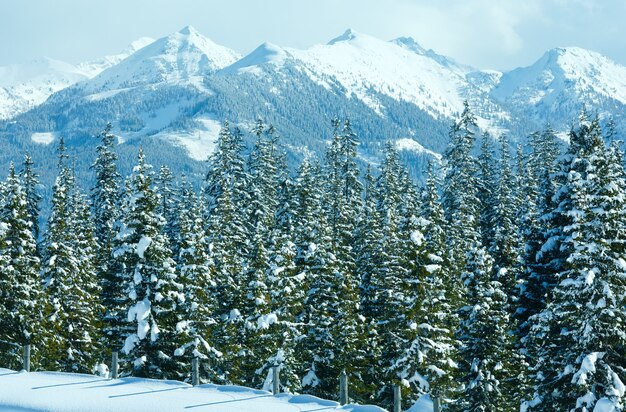 Zimowy górski las jodłowy śnieżny krajobraz (szczyt Papageno bahn - Filzmoos, Austria)