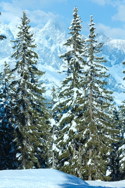 Zimowy górski las jodłowy śnieżny krajobraz (szczyt Papageno bahn - Filzmoos, Austria)